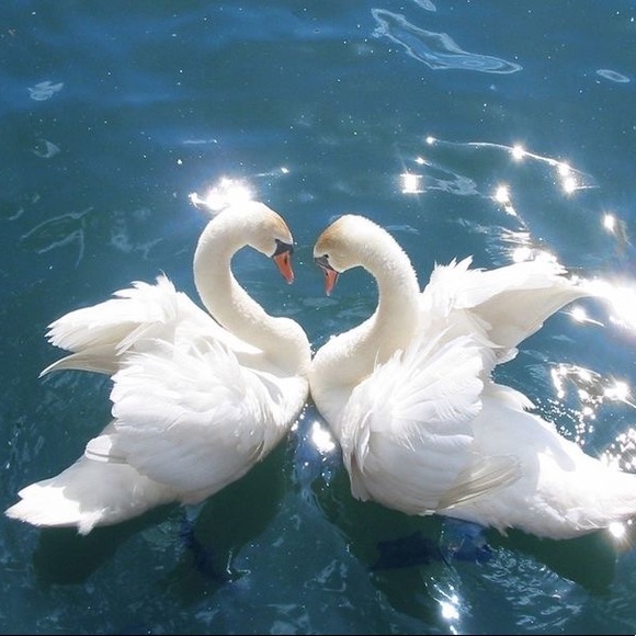 Meet your Posher, Riley - Picture 1 of 1